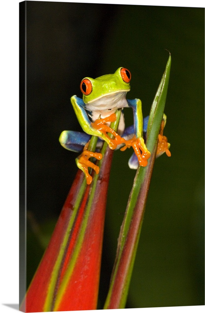 Vertical photo on canvas of a tree frog crawling on the top of a flower.