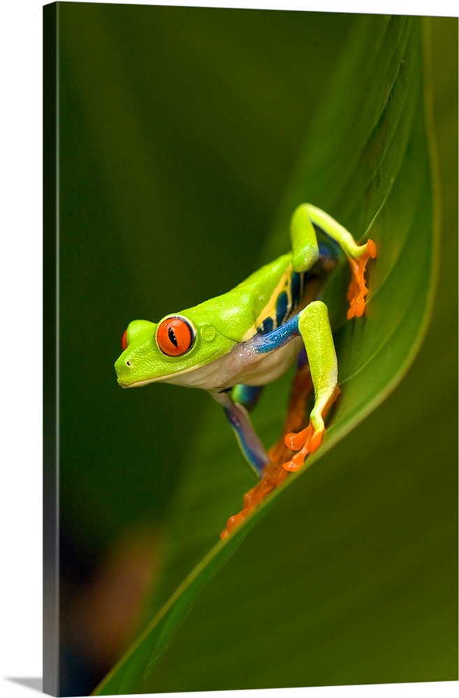Close up of a Red Eyed Tree frog (Agalychnis callidryas) sitting on a leaf, Costa Rica