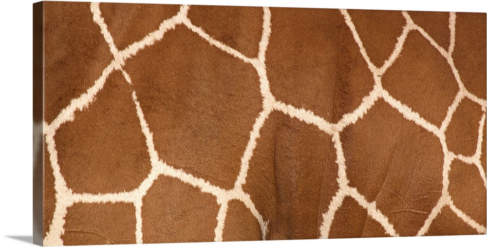 Close up photograph of the side of a giraffe and it's markings.
