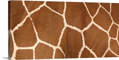 Close-up of a reticulated giraffe markings