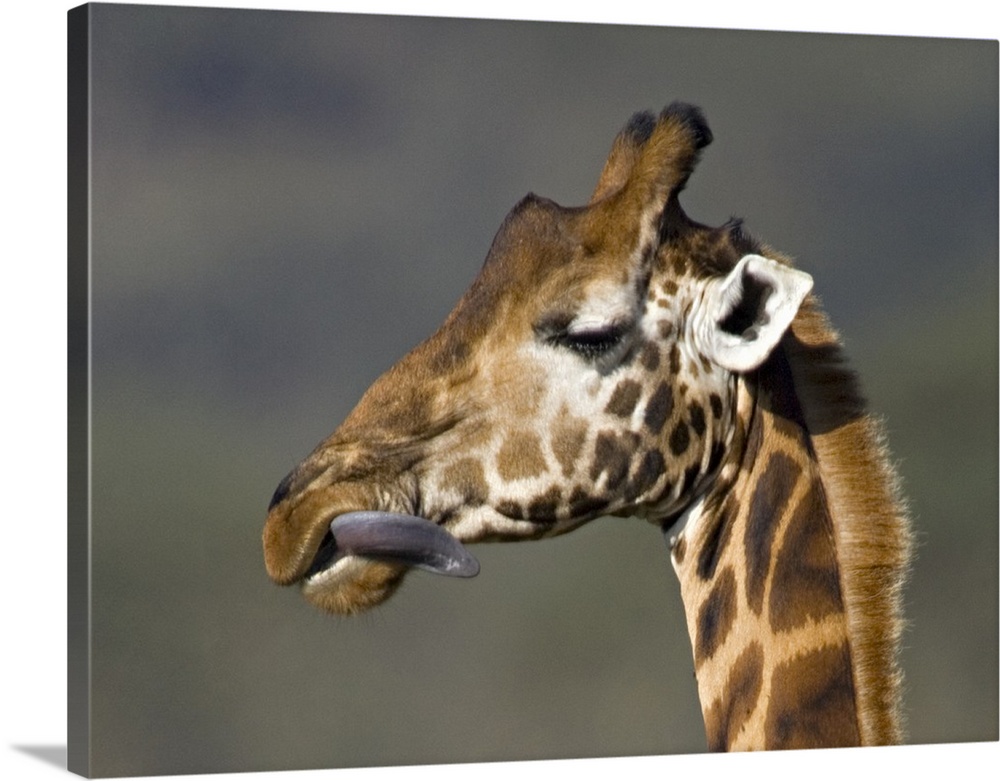 Close-up of a Rothschilds giraffe, Lake Nakuru, Kenya (Giraffa camelopardalis rothschildi)