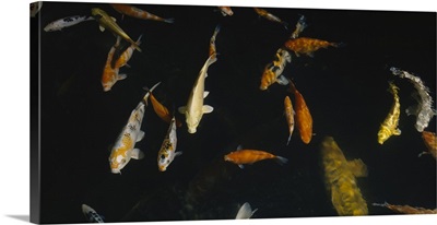 Close-up of a school of fish in an aquarium, Japanese Koi Fish, Capitol Aquarium, Sacramento, California