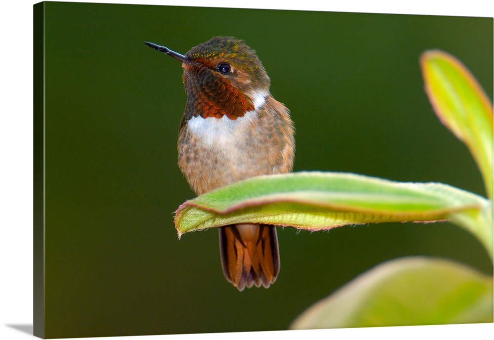 Close up of a Scintillant hummingbird Selasphorus scintilla Savegre Costa Rica