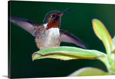 Close up of a Scintillant hummingbird (Selasphorus scintilla), Savegre, Costa Rica
