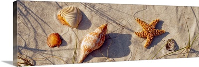 Close-up of a starfish and seashells on the beach, Dauphin Island, Alabama
