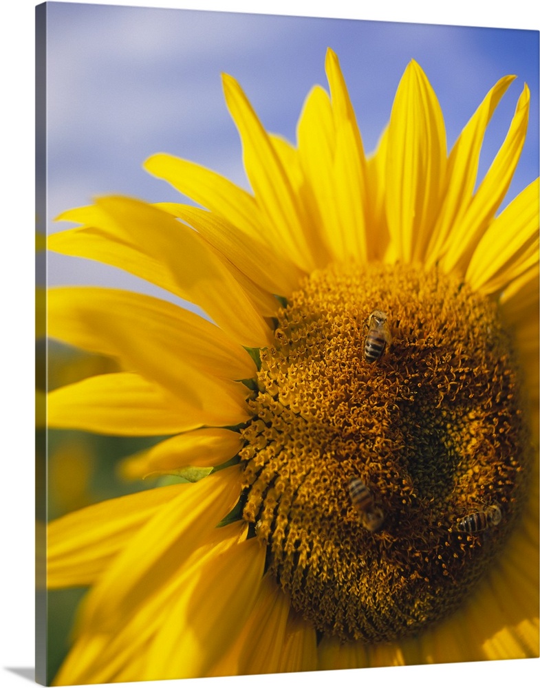Canvas photo art of the up-close of a sunflower with a bubble bee sitting on top of the head.