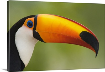 Close up of a Toco toucan Ramphastos toco Three Brothers River Meeting of the Waters State Park Pantanal Wetlands Brazil
