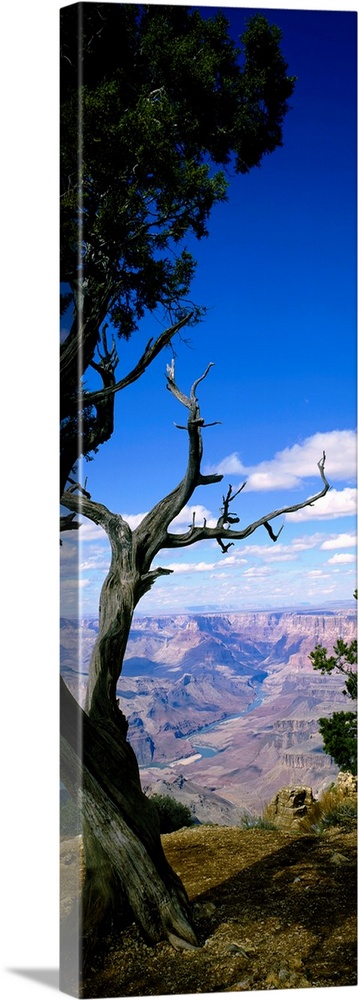 Huge vertical photograph involving a close-up of a tree in Grand Canyon National Park, Arizona (AZ) with vast peaks and va...
