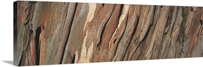 Close-up of a tree bark, Eucalyptus tree, San Rafael, California