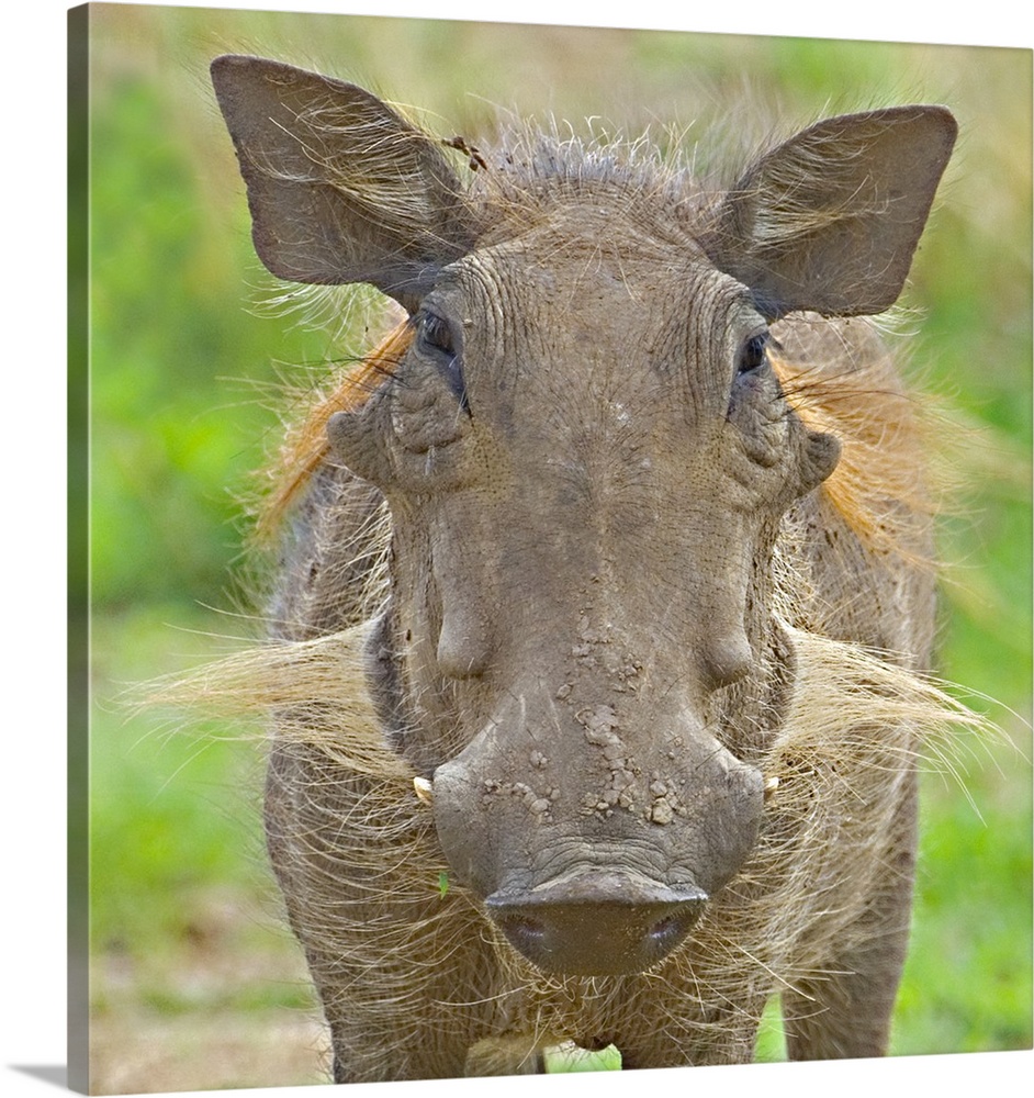 Close-up of a warthog, Lake Manyara, Arusha Region, Tanzania (Phacochoerus aethiopicus)