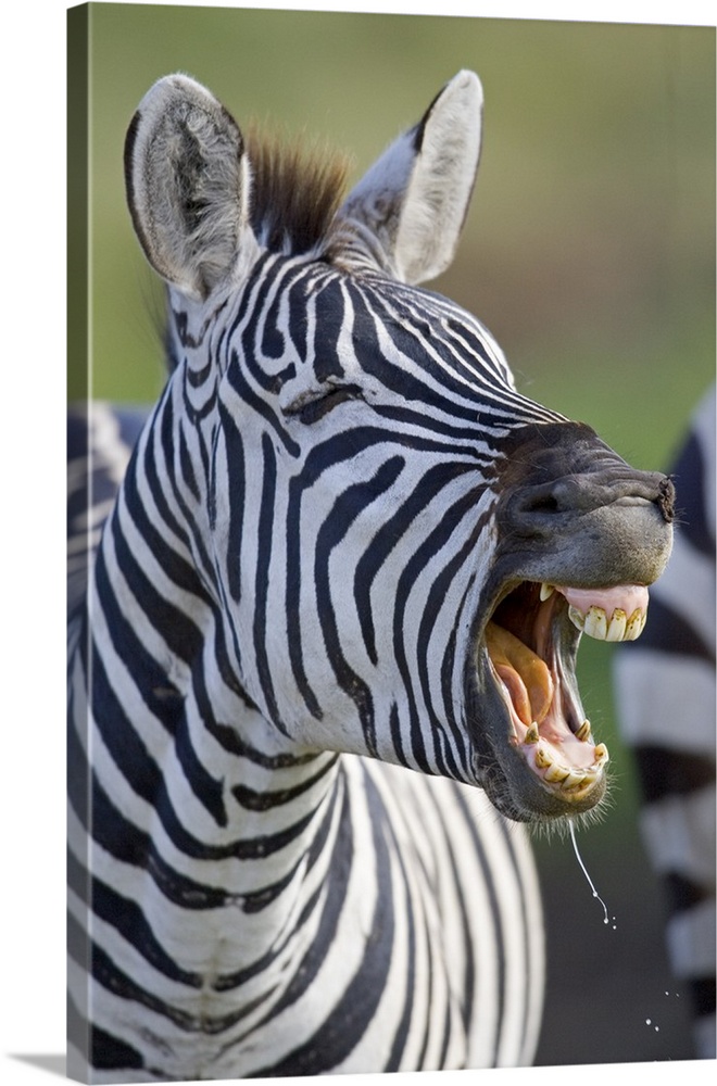 Close-up of a zebra calling, Ngorongoro Crater, Ngorongoro Conservation Area, Tanzania