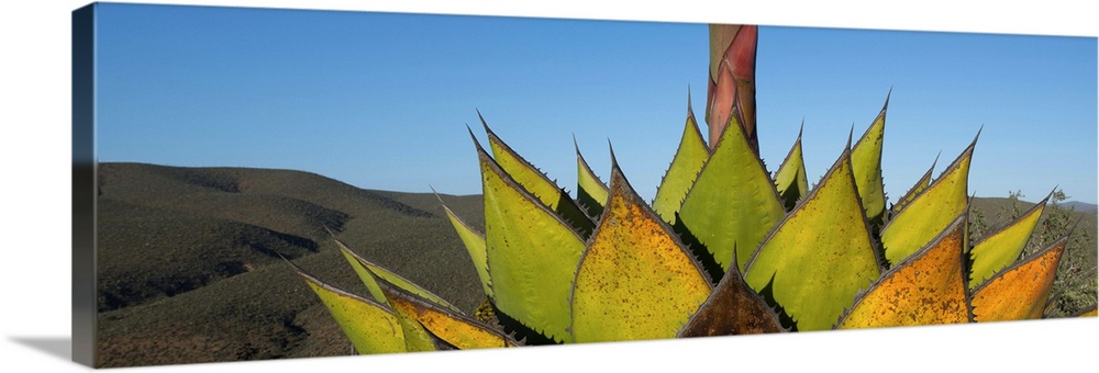 Close-up of Agave plant, Baja California, Mexico.