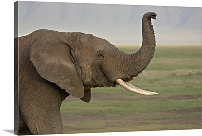 Close-up of an African elephant, Ngorongoro Crater, Arusha Region, Tanzania (Loxodonta Africana)