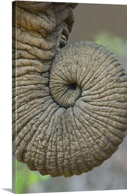 Close-up of an African elephants trunk, Ngorongoro Crater, Arusha Region, Tanzania (Loxodonta Africana)