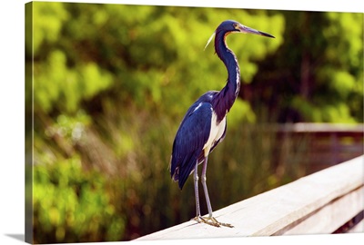 Close-up of an blue egret, Boynton Beach, Florida