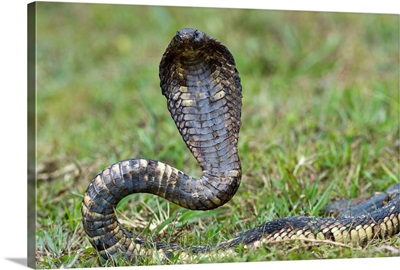 Close up of an Egyptian cobra (Heloderma horridum) rearing up, Lake Victoria, Uganda