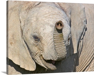 Close-up of an elephant calf, Ngorongoro Conservation Area, Arusha Region, Tanzania (Loxodonta Africana)