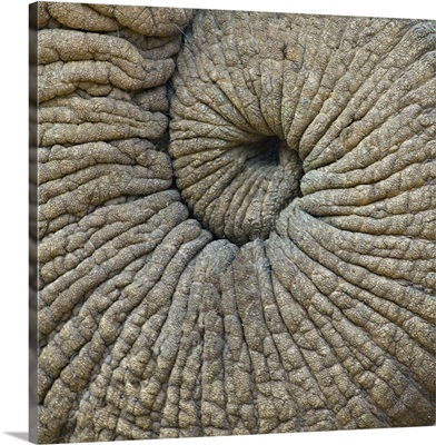 Close-up of an Elephant trunk, Ngorongoro Conservation Area, Arusha Region, Tanzania