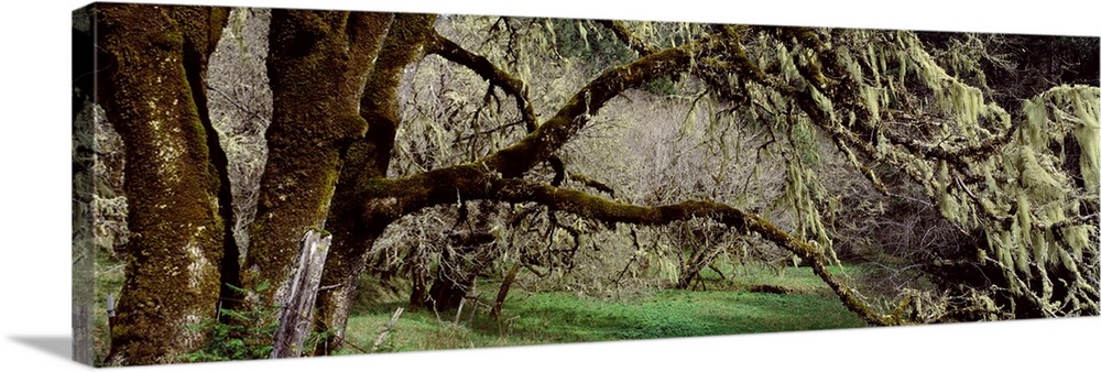 Close-up of an oak tree, Humboldt County, California