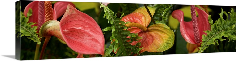 Close-up of Anthurium plant and fern leaves