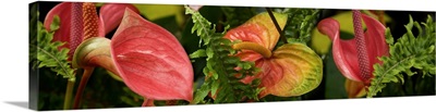 Close-up of Anthurium plant and fern leaves