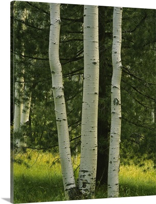 Close-up of aspen trees, Apache-Sitgreaves National Forest, Arizona