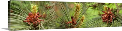 Close-up of assorted pine cones plants