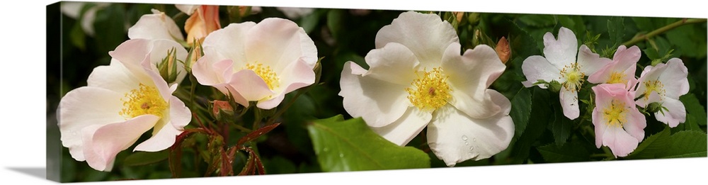 Close-up of assorted Rhododendron flowers