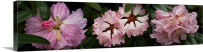 Close-up of assorted Rhododendron flowers