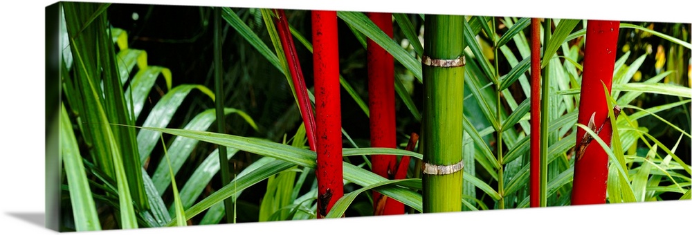 A panoramic photograph of details of bamboo stalks and foilage with contrasting colors in a garden.