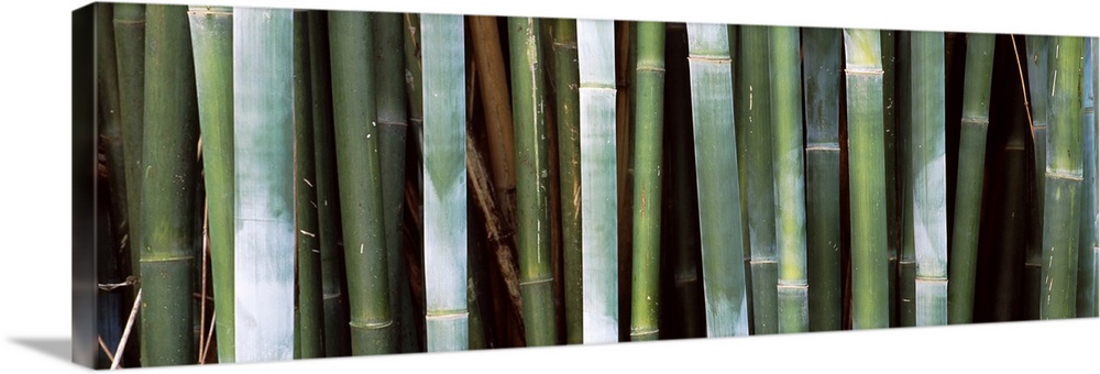 Stalks of bamboo grow closely together in this panoramic shaped canvas.