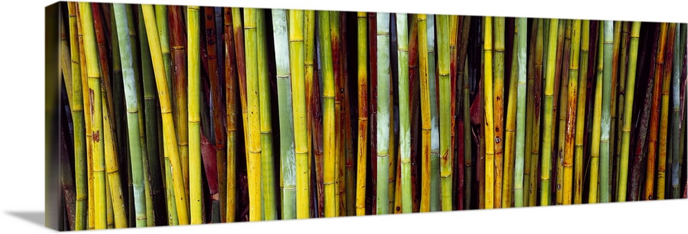Panoramic image of multi-colored bamboo stalks.