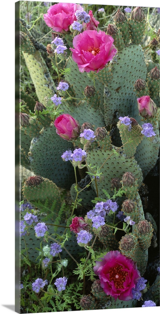 Large, vertical photograph of a beavertail cactus with bright, open blooms on it, surrounded by greenery, near Henderson C...