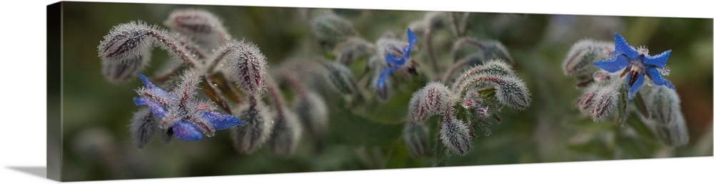 Close-up of blue Starflowers