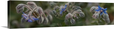 Close-up of blue Starflowers