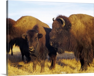 Close-up of buffalos and a calf, Taos Pueblo, New Mexico
