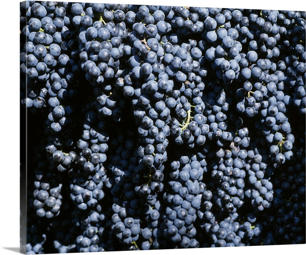 Close-up of bunches of grapes, Geerntet Trollingertrauben, Wurttemberg, Germany