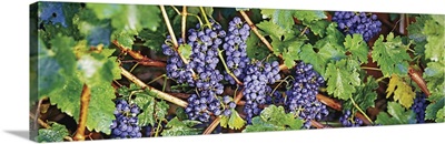 Close-up of bunches of grapes on a vine