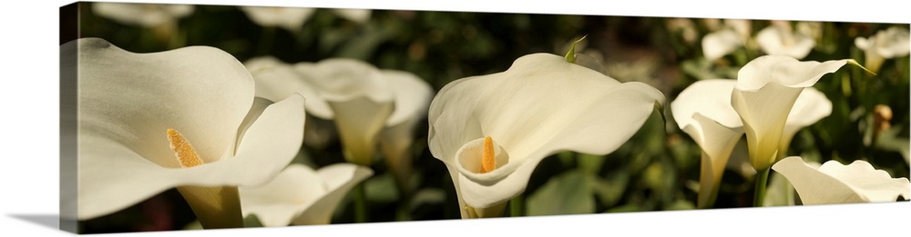 Close-up of Calla lily flowers growing on plant