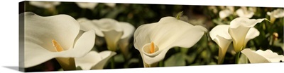 Close-up of Calla lily flowers growing on plant
