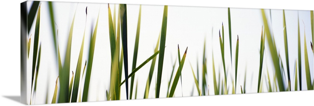 View of several blades of marsh grasses against the sky seen from the ground.