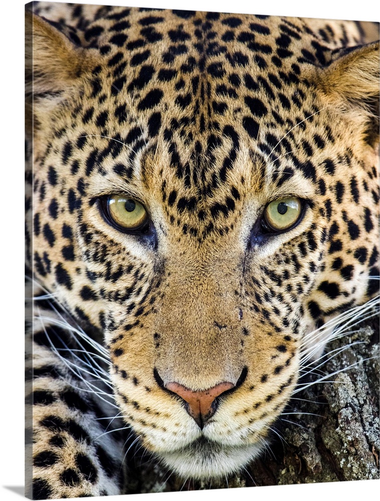 Close up of cheetah (Acinonyx jubatus), Ngorongoro Conservation Area, Tanzania, Africa