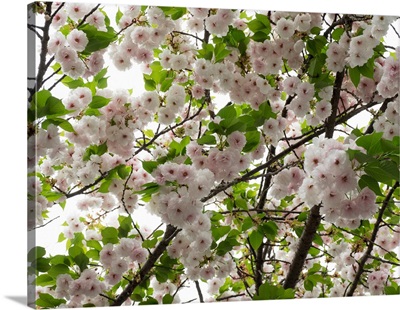 Close-up of Cherry blossom flowers, Harajuku, Meiji Shrine, Tokyo, Japan
