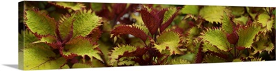 Close-up of Coleus leaves
