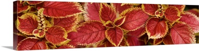 Close-up of Coleus leaves