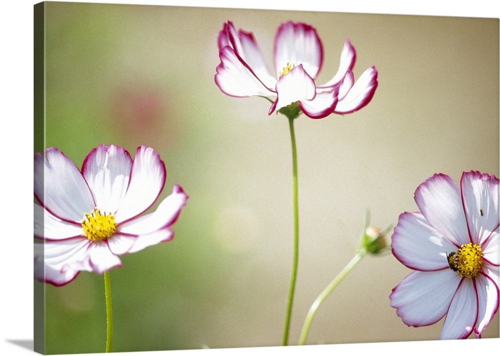 Close-up of cosmos flowers