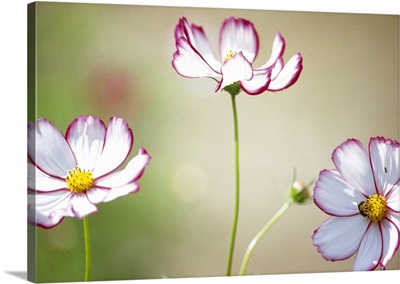 Close up of cosmos flowers