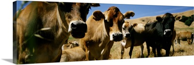 Close Up of Cows California