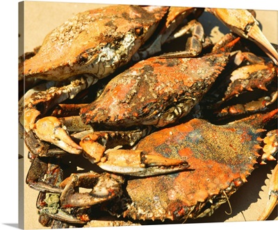 Close-up of crabs (Cancer Pagurus), Maryland