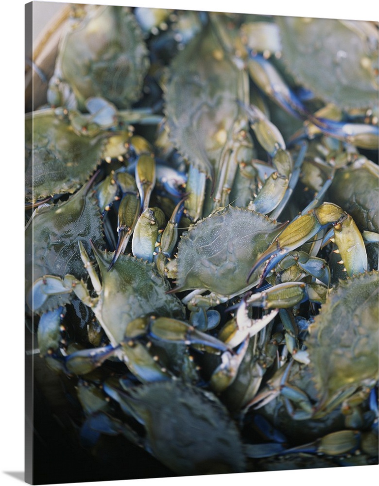 Up-close photograph of clawed crustaceans in a pot being boiled.